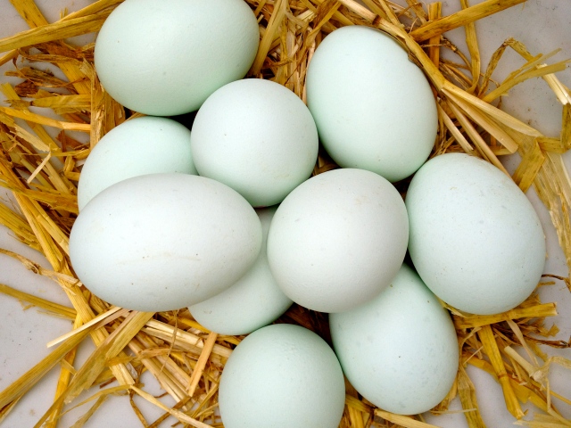 Cracking Duck Eggs